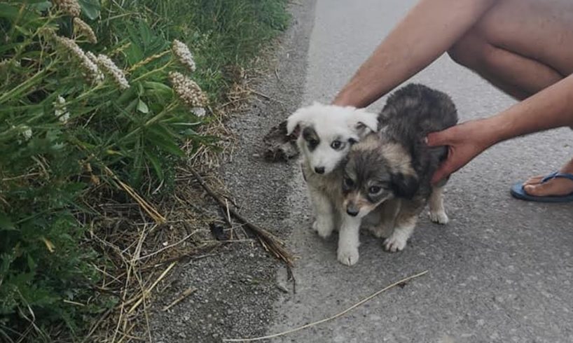 Rescue 2 Poor Stray Puppies on the Road, Cover Hundreds Fleas, Lice very anemic and weak