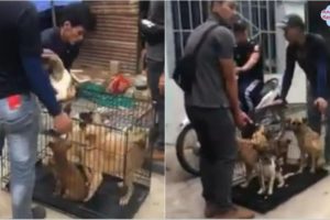 Rescue 4 Dogs Were Brutally Beaten By his Owner Had Lose Hope and A Better Future Waiting