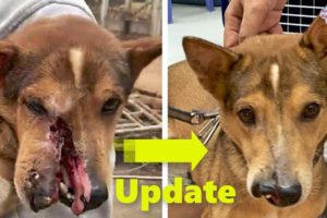 Rescue A Dog Was Hit With a Machete and His Face Was Sliced Into Two - Magical Happened