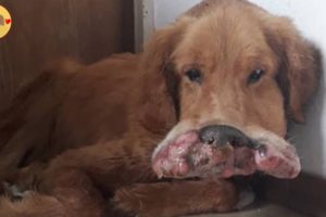 Rescue Abandoned Dog Had Huge Tumor Covering His Mouth Make You Cry