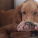 Rescue Abandoned Dog Had Huge Tumor Covering His Mouth Make You Cry