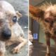 Rescue Abandoned Dog Was Stuck Into Eyes By Hard Object Make Blind Eye & Amazing Transformation