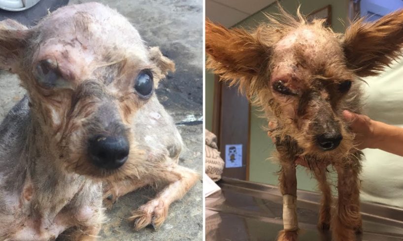 Rescue Abandoned Dog Was Stuck Into Eyes By Hard Object Make Blind Eye & Amazing Transformation