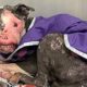 Rescue Abandoned Dog Who Is Severely Disfigured without Hope Has Survived | Miracle Story