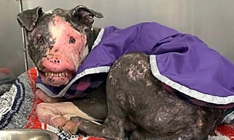 Rescue Abandoned Dog Who Is Severely Disfigured without Hope Has Survived | Miracle Story
