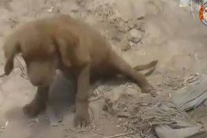 Rescue Abandoned Little Puppy Has Mental Illness In Deserted House Make Sobbing Your Heart
