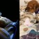 Rescue Abandoned Puppy Has Many Worms On Her Body Found In The Dead Of The Night