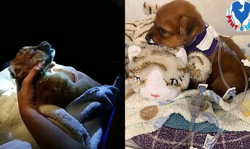 Rescue Abandoned Puppy Has Many Worms On Her Body Found In The Dead Of The Night