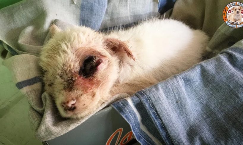 Rescue Abandoned Puppy Was Attacked By Hundreds Maggots Make Broken Completely Eye
