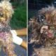 Rescue Abandoned Puppy Was Attacked By Many Maggots Make  A Big Gap On The Face