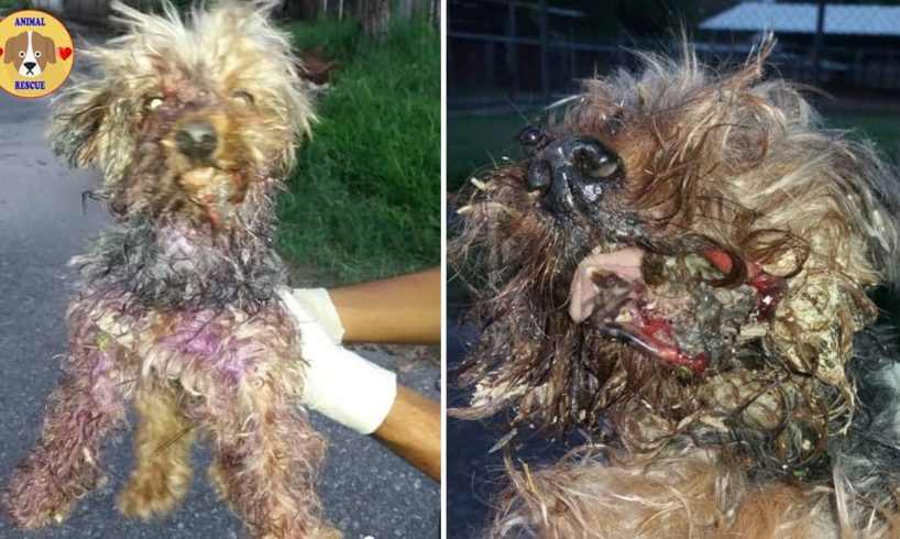 Rescue Abandoned Puppy Was Attacked By Many Maggots Make  A Big Gap On The Face