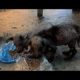 Rescue Abandoned Two Puppy with Dermatitis all over The Body