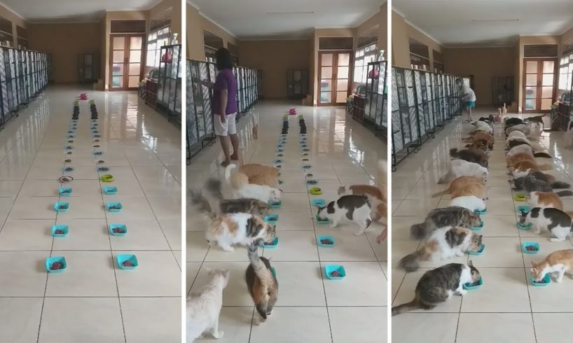 Rescue Cats Line Up For Their Dinner In Bali