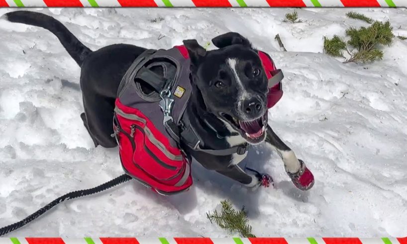 Rescue Dog Plays In Snow For The First Time