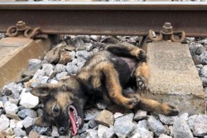 Rescue Dog Train Accident eyes full of tears begging for help, Dog Rescue Story tears of despair
