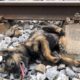 Rescue Dog Train Accident eyes full of tears begging for help, Dog Rescue Story tears of despair