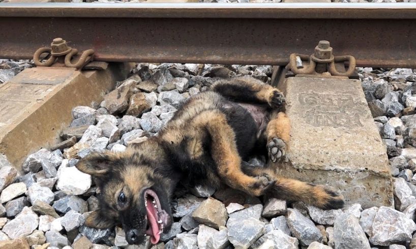 Rescue Dog Train Accident eyes full of tears begging for help, Dog Rescue Story tears of despair