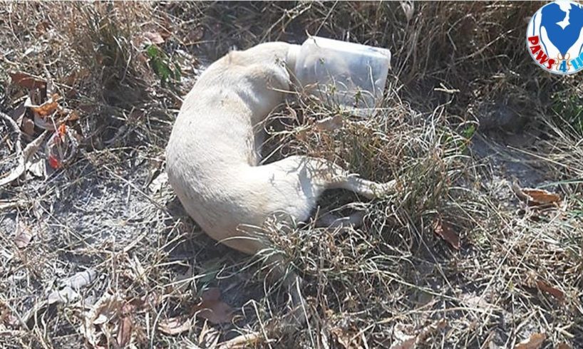 Rescue Homeless Dog Gets His Head Stuck In A Plastic Jar in Forest