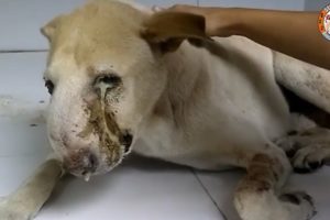 Rescue Homeless Dog Has A Very Big TUMOR on FACE & Amazing Transformation