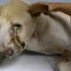 Rescue Homeless Dog Has A Very Big TUMOR on FACE & Amazing Transformation