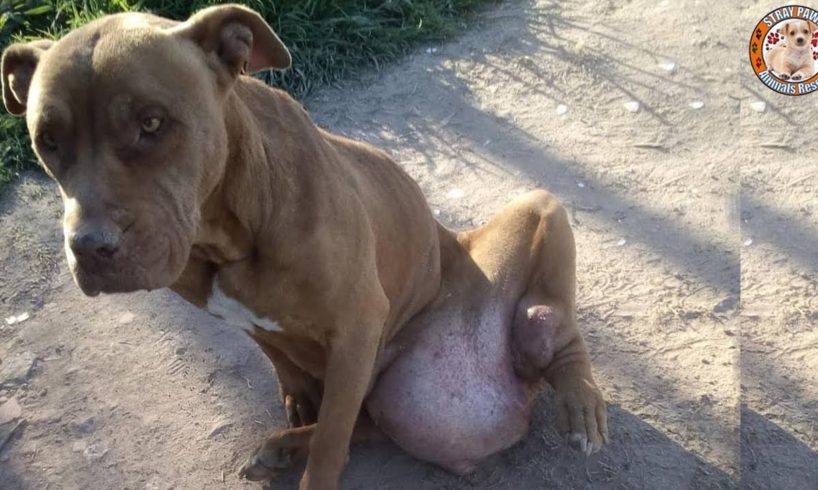 Rescue Homeless Dog Has Huge TUMOR Under Stomach