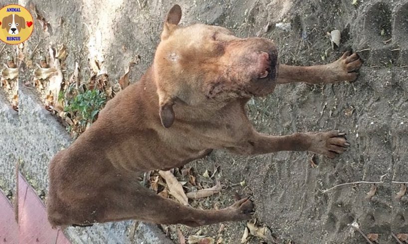 Rescue Homeless Dog Was Blind Eyes & Amazing Transformation