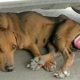 Rescue Homeless Dog With Vaginal Prolapse & Had Given Up Hope Gets Recover