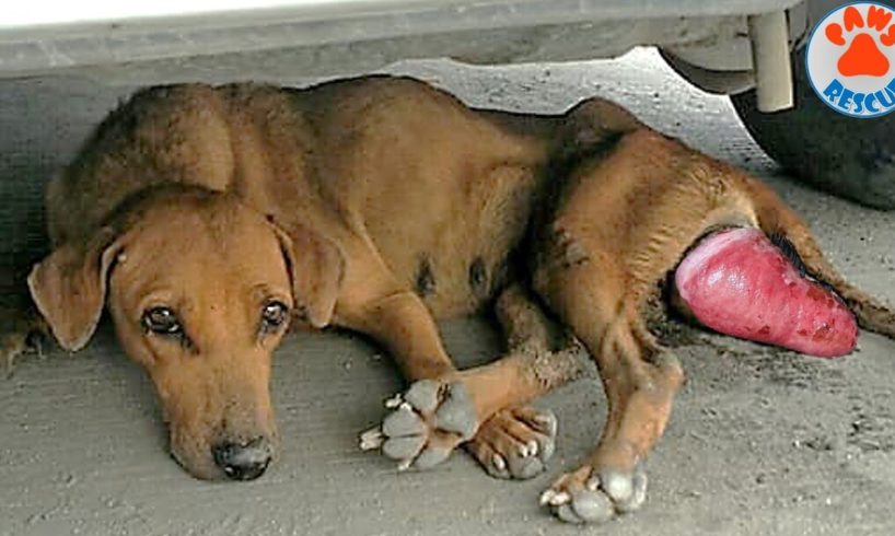 Rescue Homeless Dog With Vaginal Prolapse & Had Given Up Hope Gets Recover