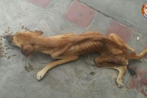 Rescue Homeless Thin Dog Was Paralyzed, Living On The Street & Amazing Transformation