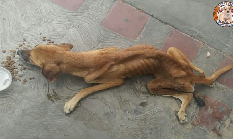 Rescue Homeless Thin Dog Was Paralyzed, Living On The Street & Amazing Transformation
