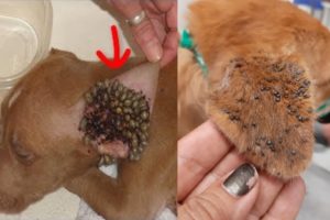 Rescue Little Stray Dog Covered With Ticks