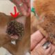 Rescue Little Stray Dog Covered With Ticks