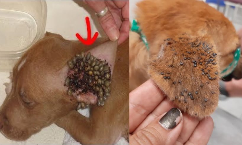 Rescue Little Stray Dog Covered With Ticks