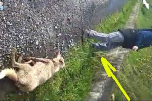 Rescue Mother Dog That Was Shot, Kicked in The Head, and Dragged Away With a Rope After Gave Birth