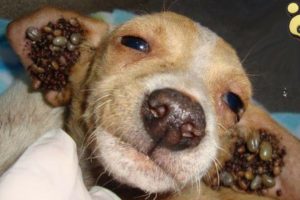 Rescue Owner Surrender Puppy Covered With Thousand of Ticks