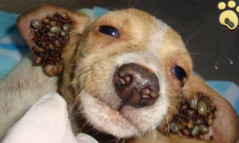Rescue Owner Surrender Puppy Covered With Thousand of Ticks