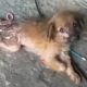 Rescue Paralyzed Puppy Was Broken Spinal & Amazing Transformation (Dory's Adventure)