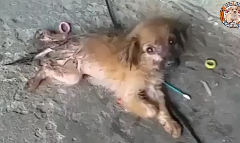 Rescue Paralyzed Puppy Was Broken Spinal & Amazing Transformation (Dory's Adventure)