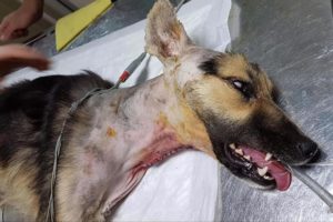 Rescue Pood Abandoned Dog Hit By Car Left to Diee in Deep Pains | Heartbreaking