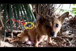 Rescue Pood Dog was His by Car in Countries |Animal Rescue TV