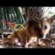 Rescue Pood Dog was His by Car in Countries |Animal Rescue TV