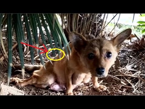 Rescue Pood Dog was His by Car in Countries |Animal Rescue TV