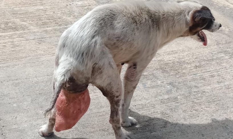 Rescue Poor Abandoned Dog Had Womb Protruding