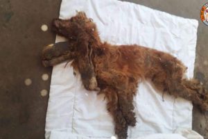 Rescue Poor Abandoned Dog Was Beat, Tied &  Abused To Immoral Make You Cry So Much