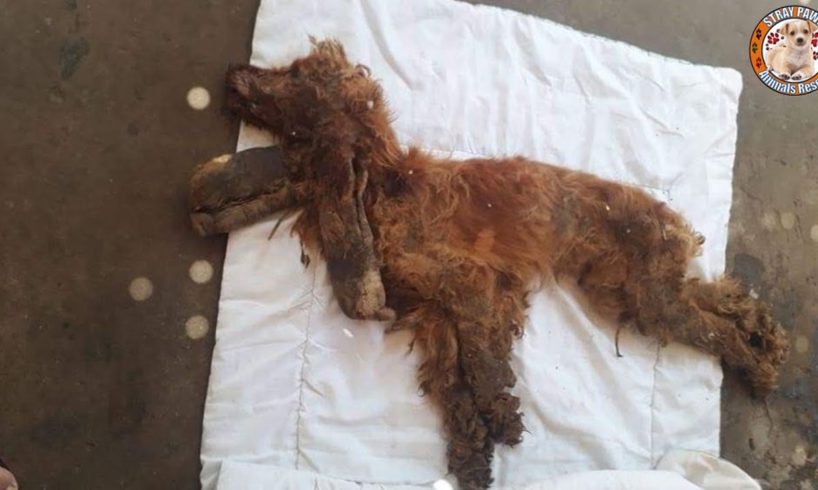 Rescue Poor Abandoned Dog Was Beat, Tied &  Abused To Immoral Make You Cry So Much
