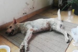 Rescue Poor Abandoned Dog Was Broke Spine & Lying In A Pond & Great Transformation