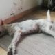 Rescue Poor Abandoned Dog Was Broke Spine & Lying In A Pond & Great Transformation