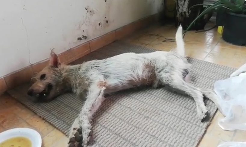 Rescue Poor Abandoned Dog Was Broke Spine & Lying In A Pond & Great Transformation