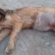 Rescue Poor Abandoned Dog With A BIG TUMOR