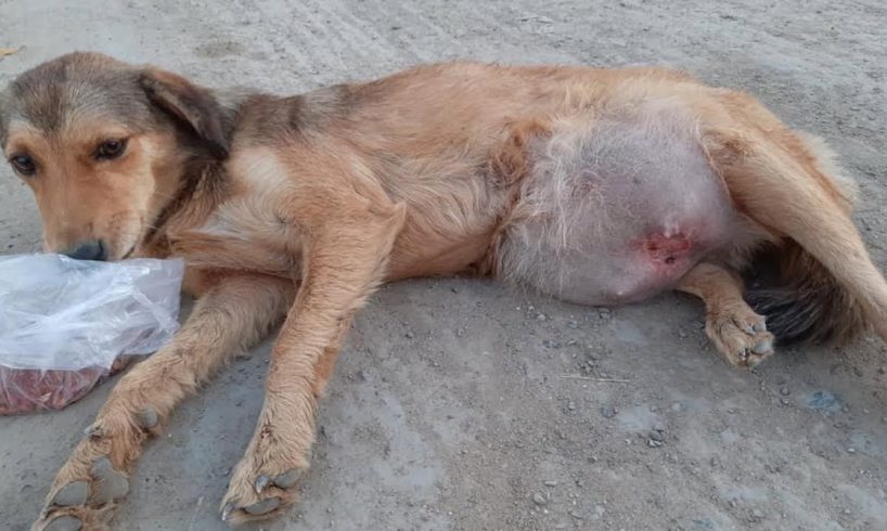 Rescue Poor Abandoned Dog With A BIG TUMOR